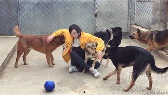 狗狗救助站爆料视频,感人视频揭露救助站真实面貌  第2张